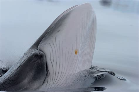 Minke Whale Australian Antarctic Program