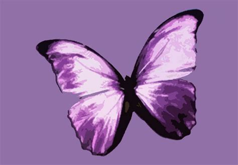 Butterfly Artwork Butterfly Painting Purple Butterfly Birds Painting