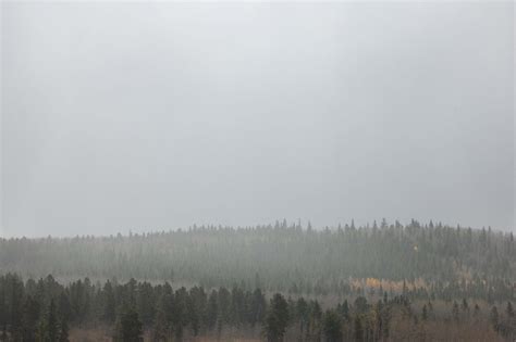 Grey Foggy Forest During Daytime Fog Image Free Photo