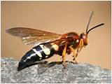 Cicada Killer Wasp Pictures