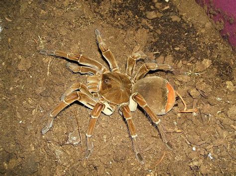 Top 10 Biggest Tarantulas In The World With Pictures ThePetFAQ