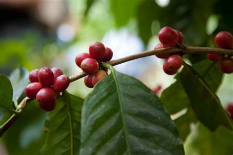 Kenya Nyeri Othaya Gatugi Ab 11ty0002 Grainpro Royal Coffee
