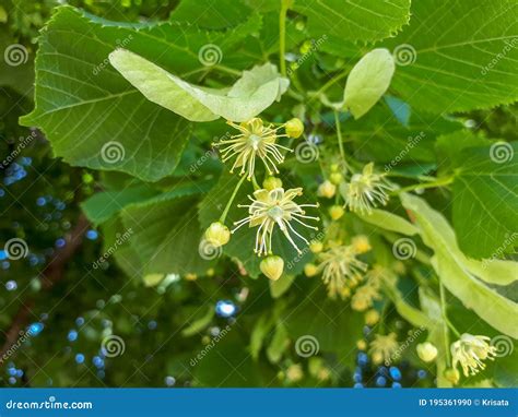 Small Leaved Lime Tilia Cordata Flowers And Buds Between Leaves Stock