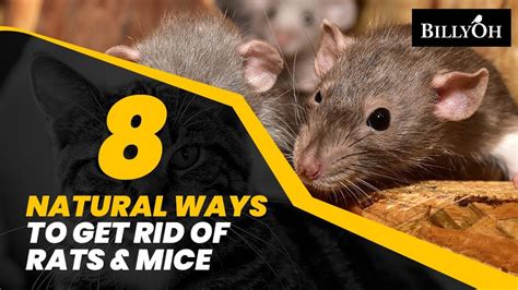 Best Thing To Get Rid Of Rats And Mice Pest Phobia