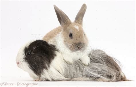 Message me for more info. Pets: Baby rabbit and long-haired Guinea pig photo WP33799