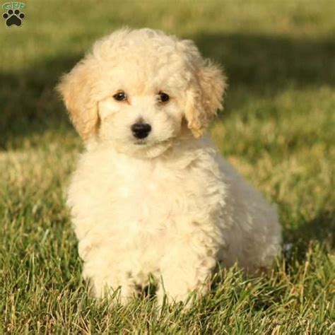 Bich Poo Puppies For Sale Greenfield Puppies Bichon Frise Puppy