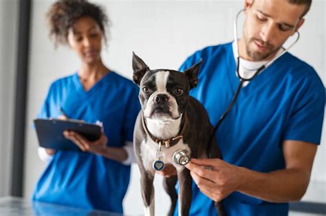 How To Become A Veterinarian Veterinarian Salary Ihireveterinary