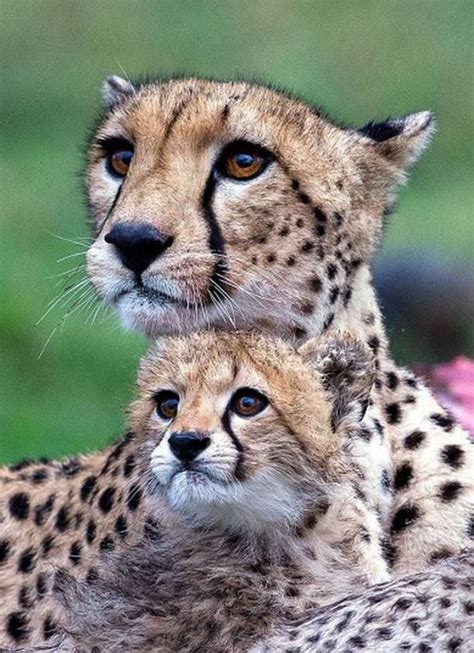 Precious Cheetah An Child ☮ Mommy♥♥ Pinterest