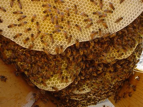 Inside A Honey Bee Hive