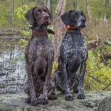 Black solid black german shorthaired pointer. Loki and Black Elk GERMAN SHORT POINTER # ...
