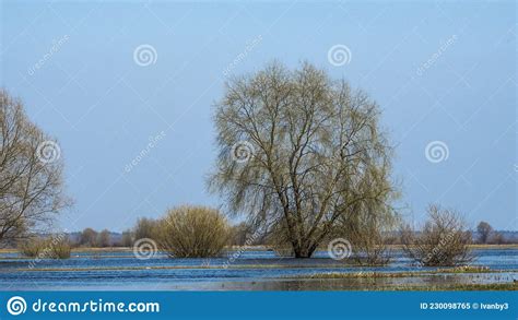 Flooded Trees During A Period Of High Water Trees In Water Travel