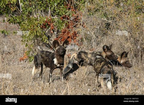 Pack Of African Wild Dogs Lycaon Pictus Endangered Kruger National