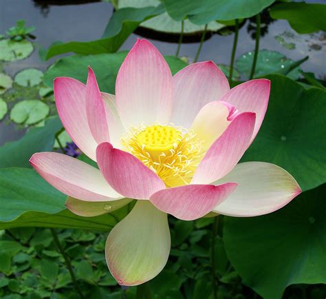 Filesacred Lotus Nelumbo Nucifera Wikimedia Commons