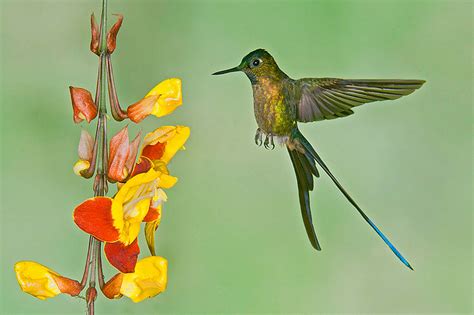 High Speed Flash Photography Hummingbirds In Flight Steve Gettle