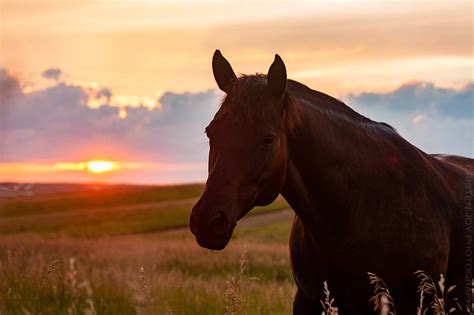Sunset On The Prairie Sky And Horses Cristen Joy Photography