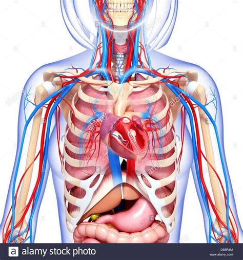 An organ is a group of tissues with similar functions. Diagram Female Anatomy Photos Female Lower Abdominal Anatomy Anatomy And Physiology. Diagram ...