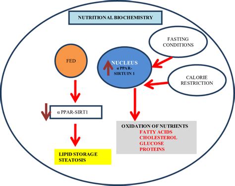 Sirtuin 1 activation under fasting conditions leads to activation of... | Download Scientific ...