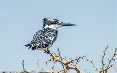 Kingfisher Pied Ceryle Rudis Ethiopia World Bird Photos