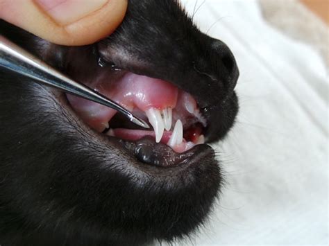 Dental Disease In Pets The Silent Killer Part 3 Rayya The Vet