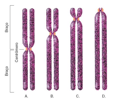 Arriba 96 Foto Tipos De Cromosomas Segun La Posicion Del Centromero