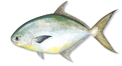 Pompano And Sand Fleas Chasin Tales Fishing Charters