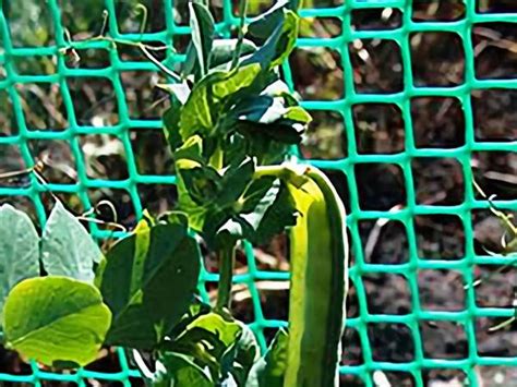 Get the best deal for insect protective garden netting, mesh & covers from the largest online selection at ebay.com. Plant Support Mesh, Plant Support Netting, PP, UV ...