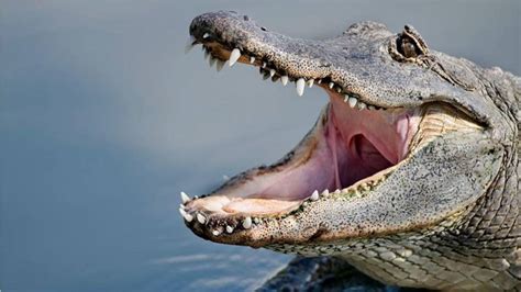 ‘girthy 500 pound alligator in florida captured by trappers fox news