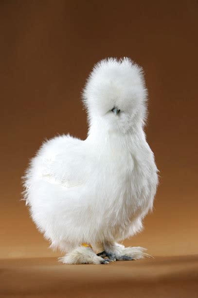 Do The Funky Chicken Weird Breeds Of Chicken Featured Creature