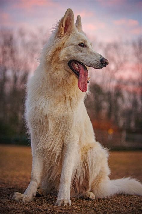 Shiloh Shepherd ~ Kims Pups By Kristin Castenschiold Cute Dogs And