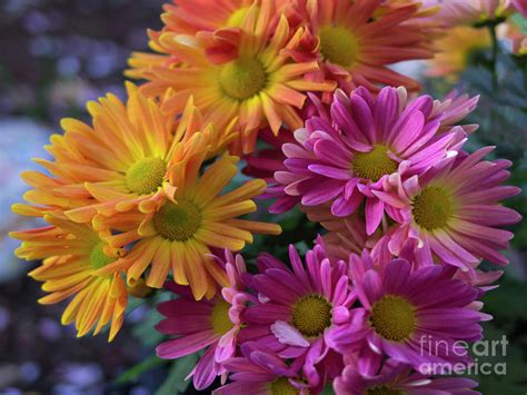 Spring Mums Photograph By Louise Magno Fine Art America