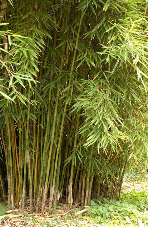 Clumping Bamboo Fargesia Robusta Stock Image C0517486 Science