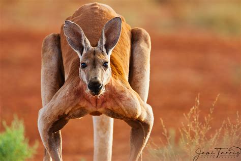 A Dominant Male Red Kangaroo Hops Slowly Close Up Portrait Jami