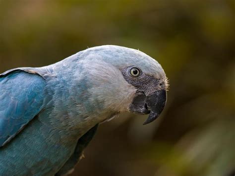 Are Spix Macaws Extinct Threats Numbers Faqs Birdfact