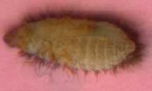 Carpet Beetle Larva - What's That Bug?