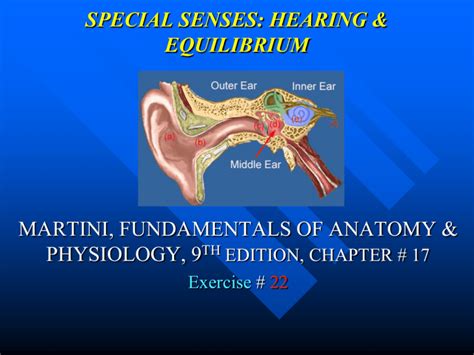 Special Senses Hearing And Equilibrium Martini Fundamentals Of Anatomy