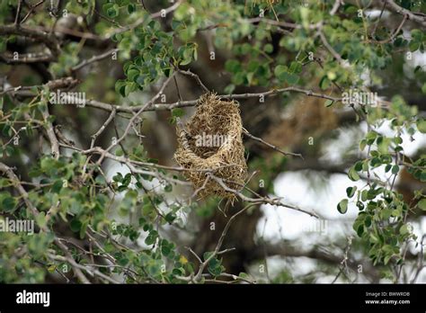 Red Billed Quelea Quelea Quelea Nest Hanging In Tree Kruger Np