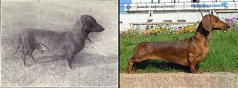 Heres What 100 Years Of Dog Breed Improvements Has Really Done To Our Loyal Companions