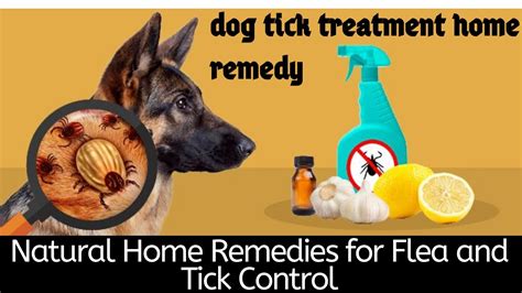 Dog Tick Treatment Home Remedy Natural Home Remedies For Flea And