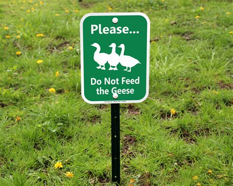 Person feeding animal no feed do not feed sign hand feeding icon do not feed the animals sign icon feed bird feed bird not needed feeding duck feed fish. No Feeding Animals Signs