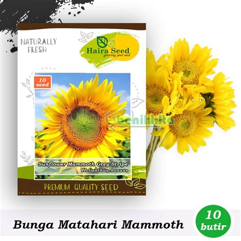 Jual Benih Bibit Bunga Matahari Mammoth Grey Stripe Haira Seed