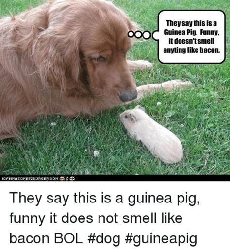 They Say This Is A Oooc Guinea Pig Funny It Doesntsmell