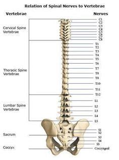 Skeleton anatomy chart sketetal system poster. Free Printable Reflexology Charts | Anatomy and Health Charts Free Printable PDF Files ...