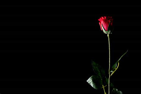 Goodinfo Black Background Single Red Rose Images