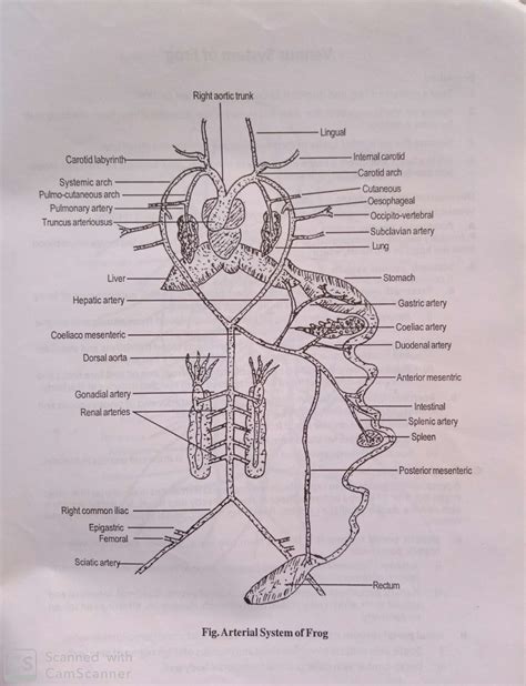 Circulatory System Of Frogarterial System Class Eleven Biology