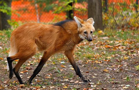 Maned Wolf Connecticuts Beardsley Zoo