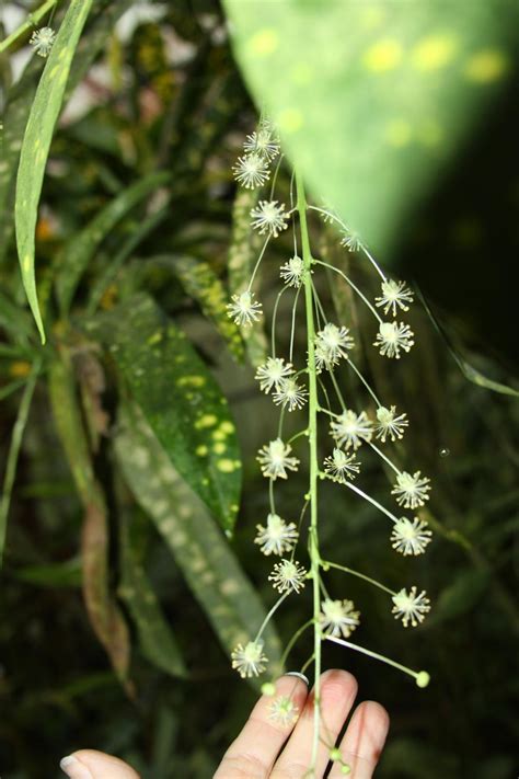 Cutting back to manipulate the bloom time. Ask a Question forum: Cutting Back Croton For New Growth ...