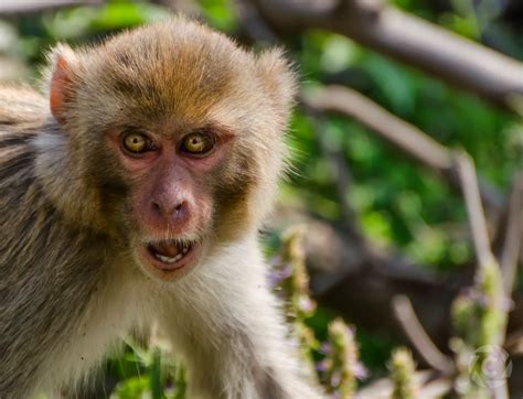 Monkey Attacks 60 Year Old Woman Falls From The Terrace And Dies