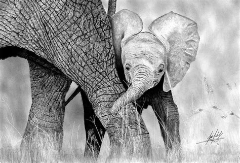 New users enjoy 60% off. Mother And Baby Elephant Drawing Drawing by James Schultz