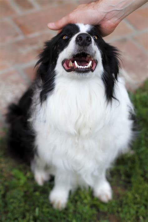 Cute Pictures Of Border Collies Popsugar Pets Photo 38