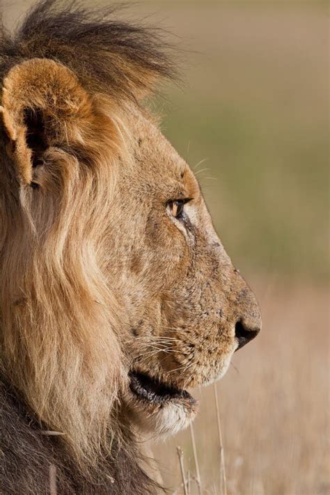Old Male Lion Stock Photo Image Of Pantera Alpha Kalahari 22635432